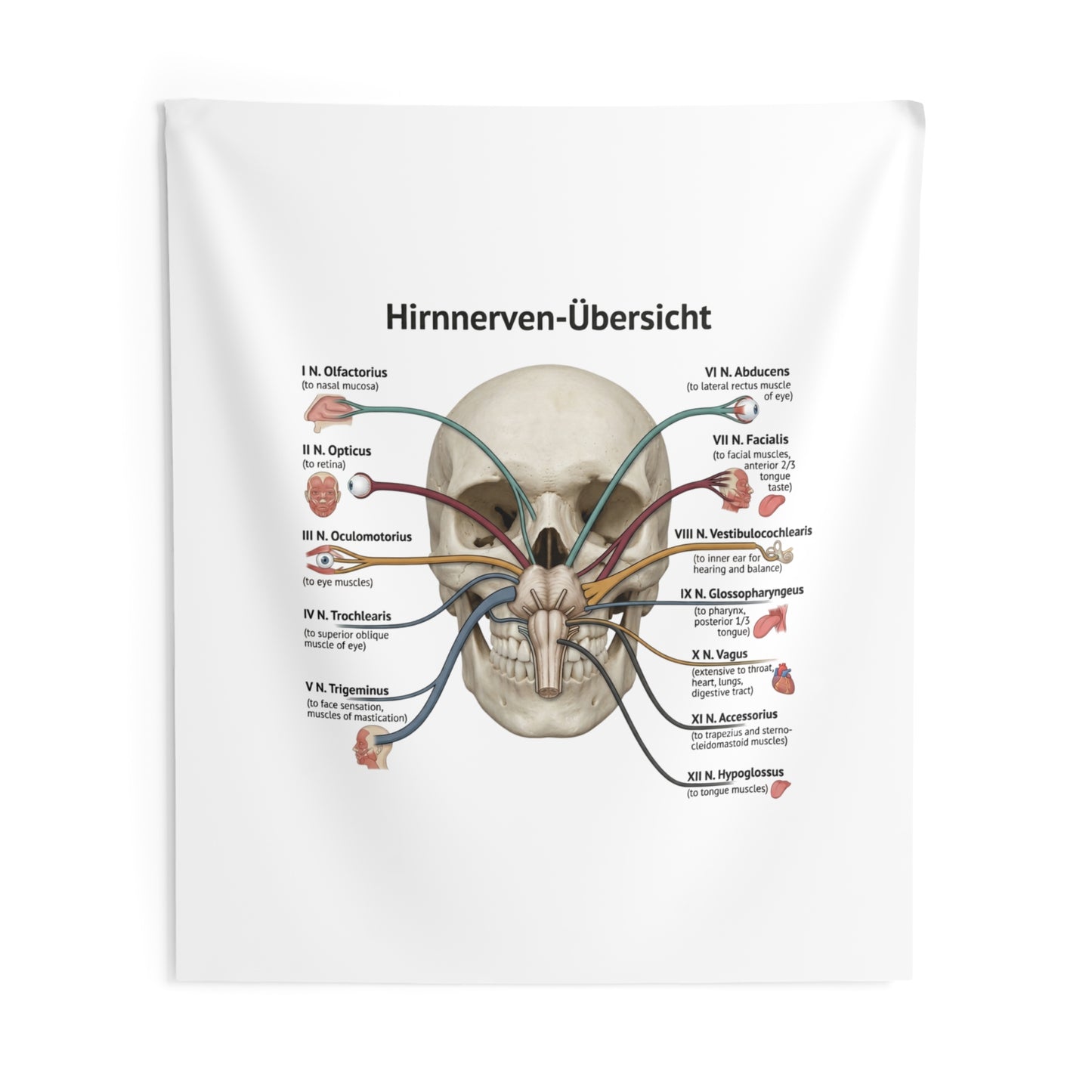 Hirnnerven-Übersicht Wall Tapestry — Anatomical Cranial Nerves Chart