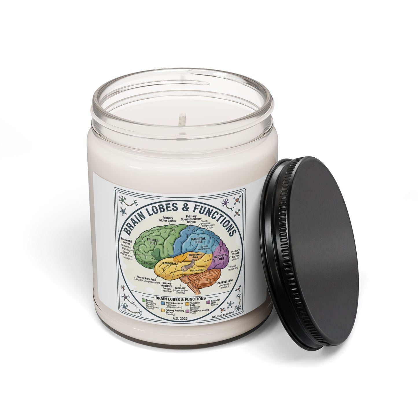 Brain Lobes Diagram Candle, 9oz Soy | 250th Anniversary Patriotic Keepsake