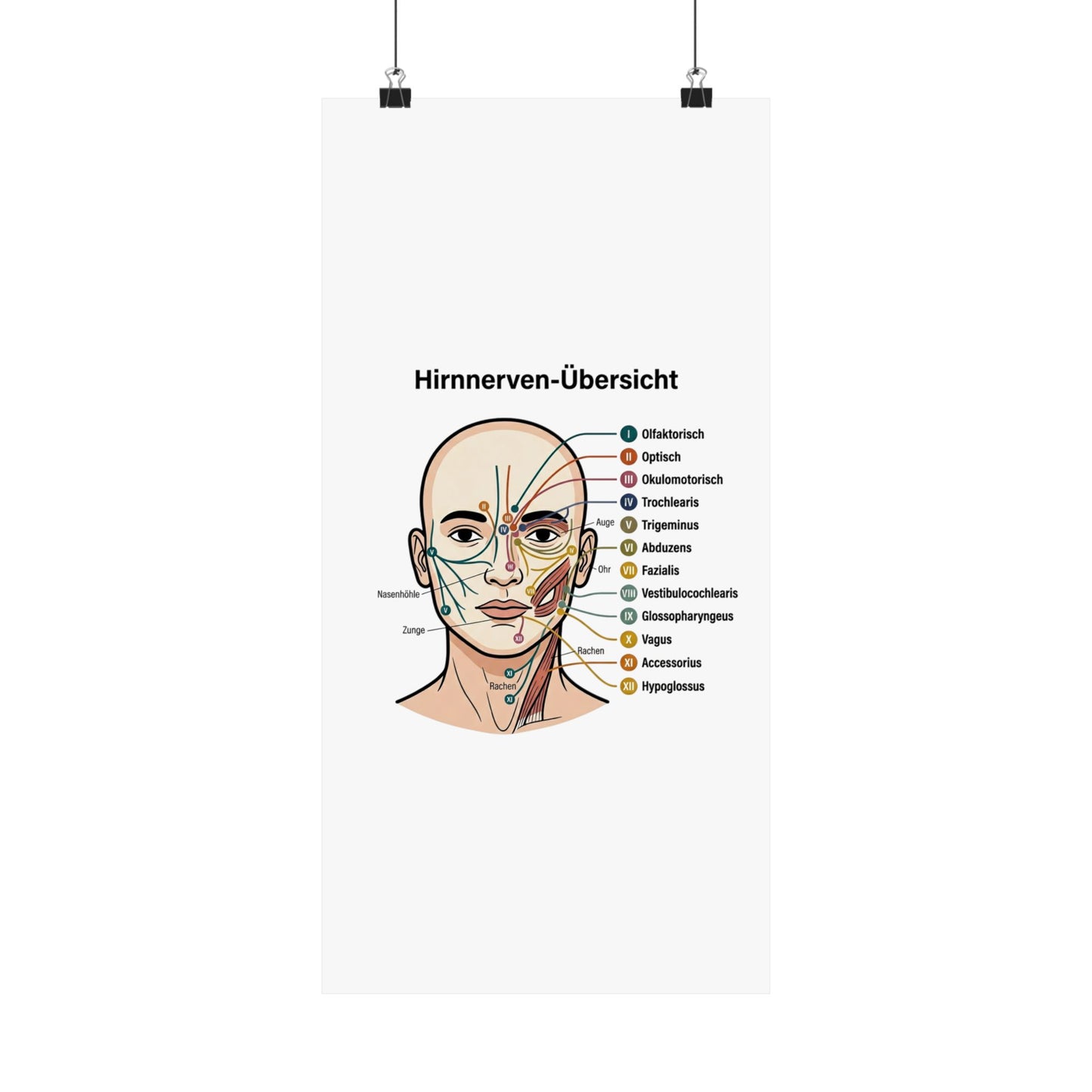 Anatomy Poster — Hirnnerven-Übersicht Matte Vertical Poster