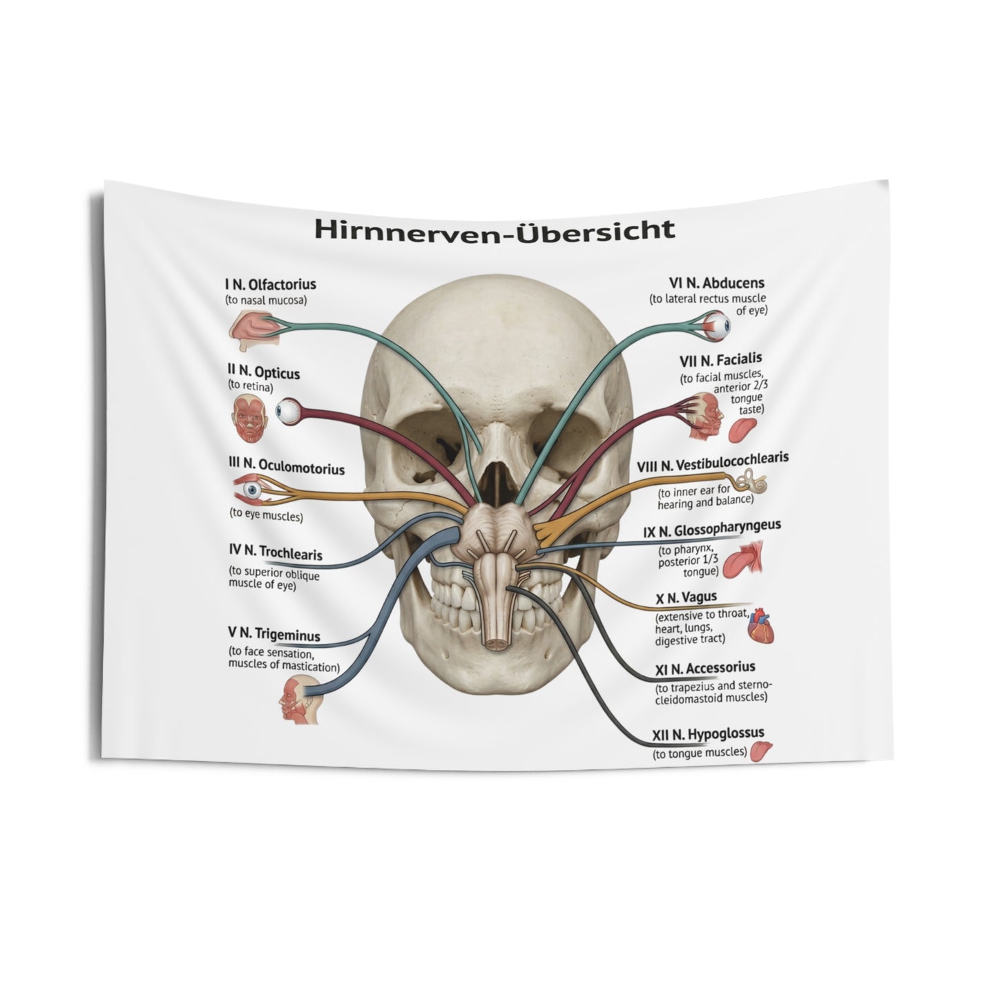 Hirnnerven-Übersicht Wall Tapestry — Anatomical Cranial Nerves Chart