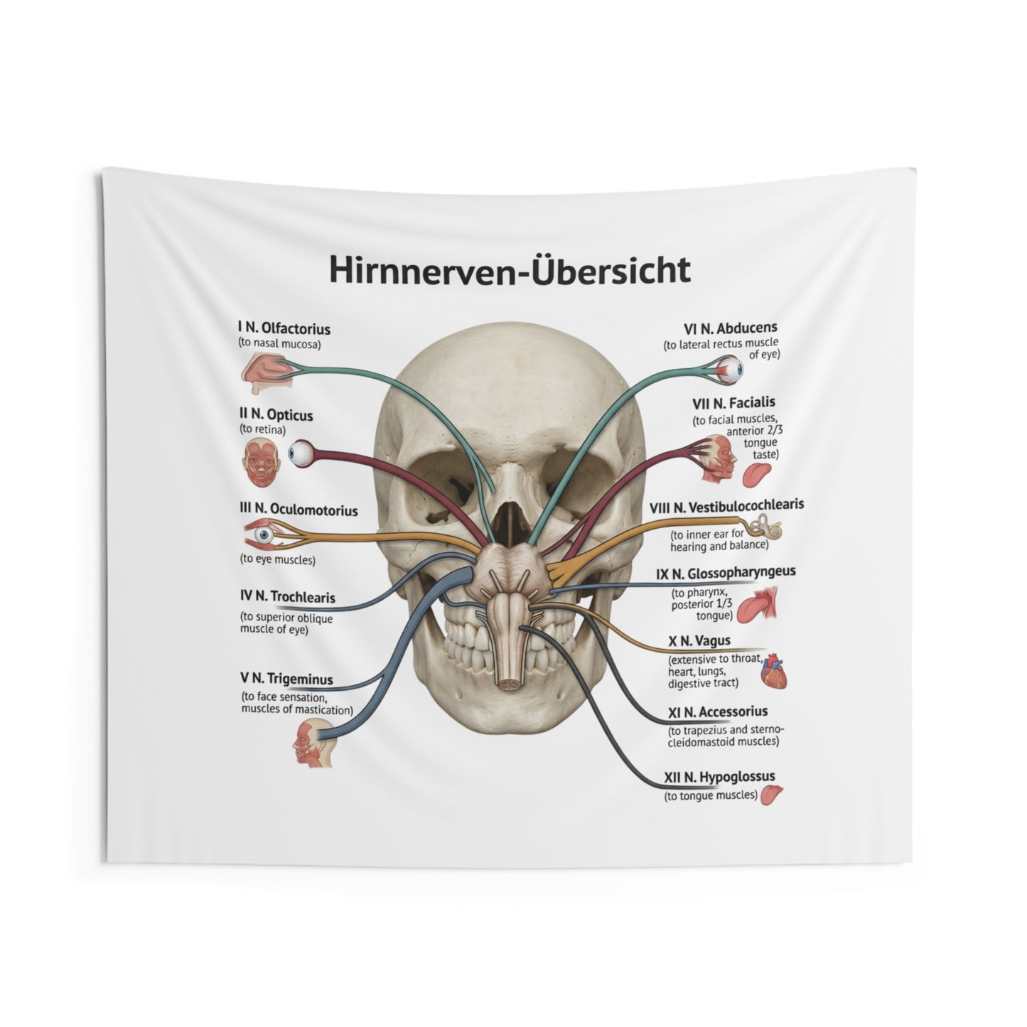 Hirnnerven-Übersicht Wall Tapestry — Anatomical Cranial Nerves Chart
