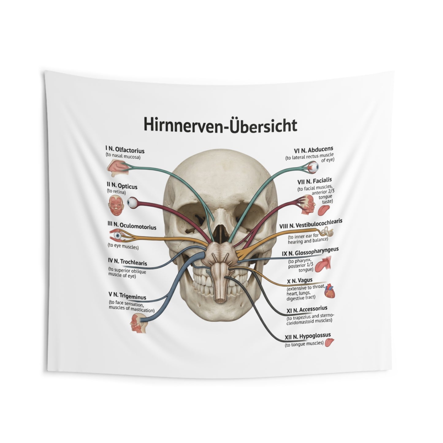Hirnnerven-Übersicht Wall Tapestry — Anatomical Cranial Nerves Chart