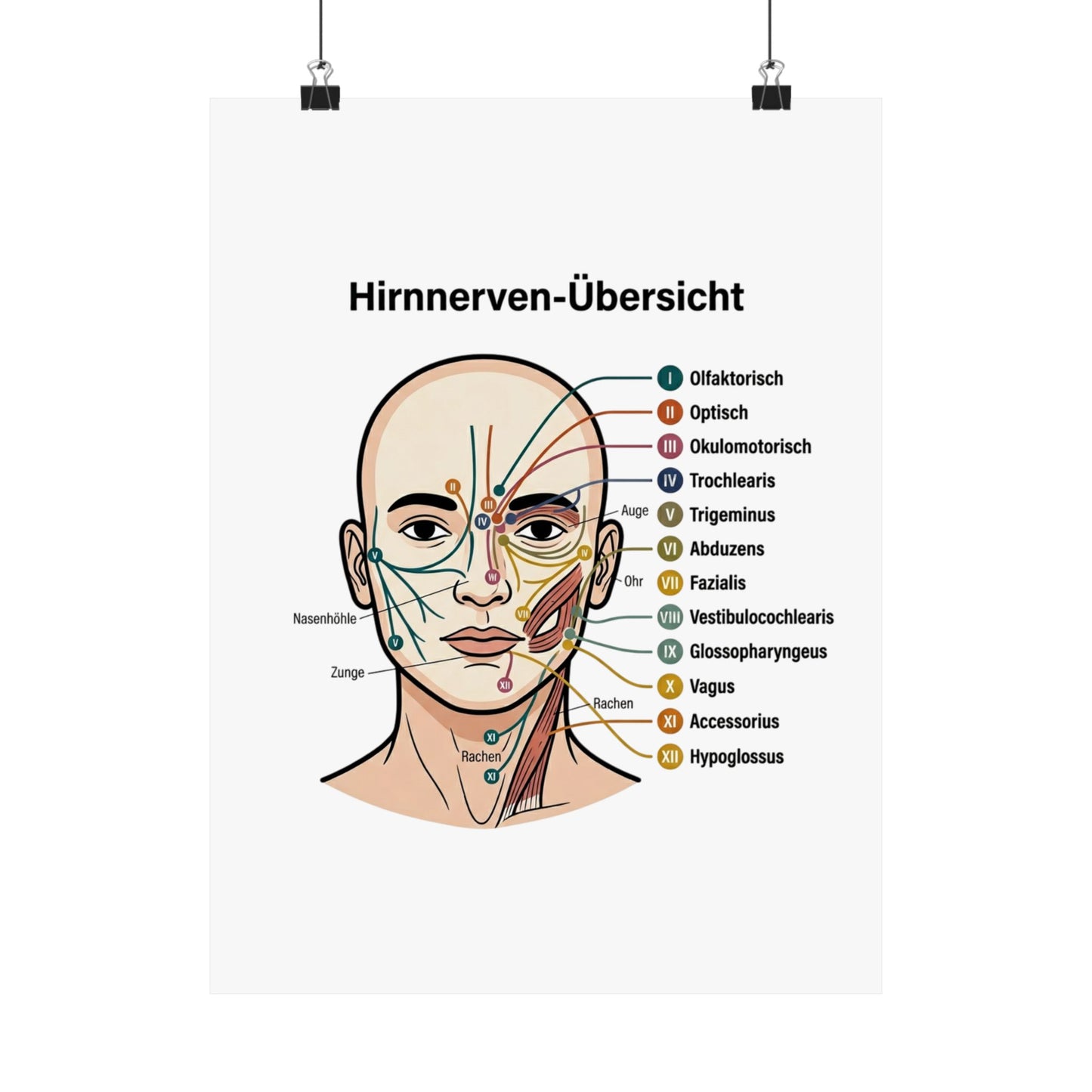 Anatomy Poster — Hirnnerven-Übersicht Matte Vertical Poster