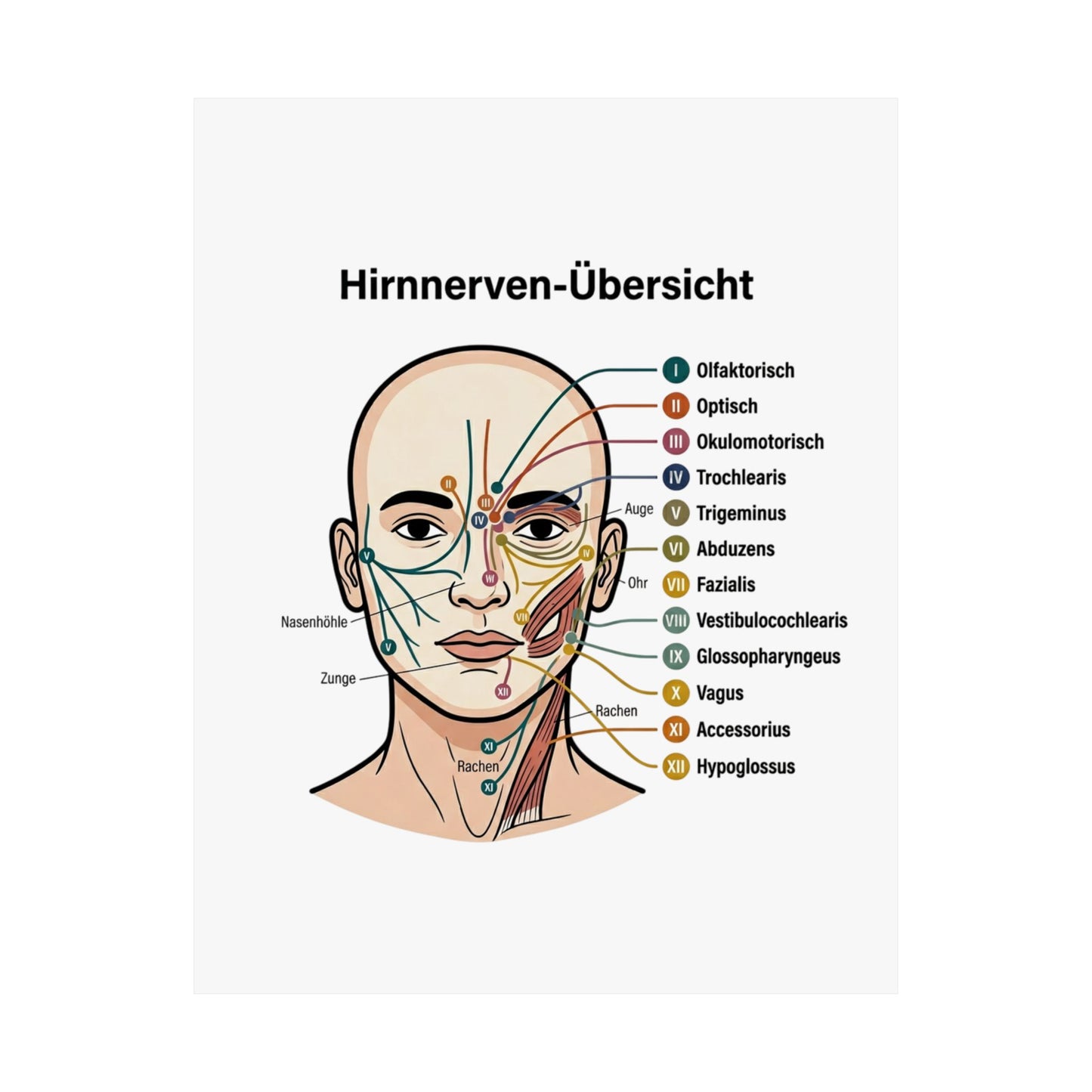 Anatomy Poster — Hirnnerven-Übersicht Matte Vertical Poster