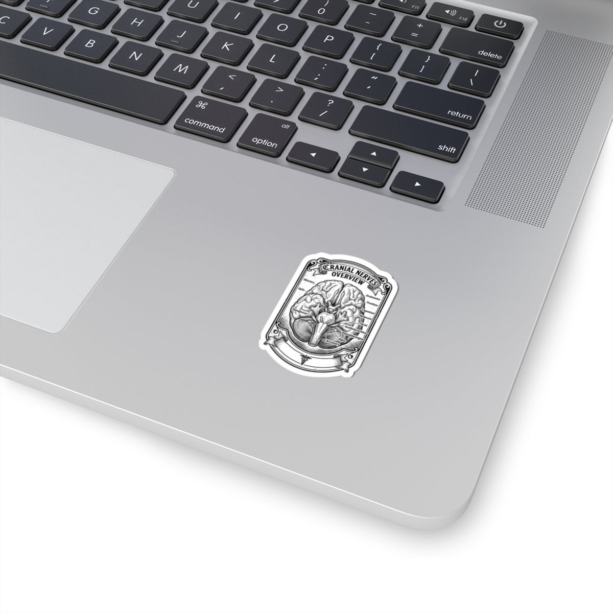 Cranial Nerves Diagram Sticker | Anatomical Science, Education
