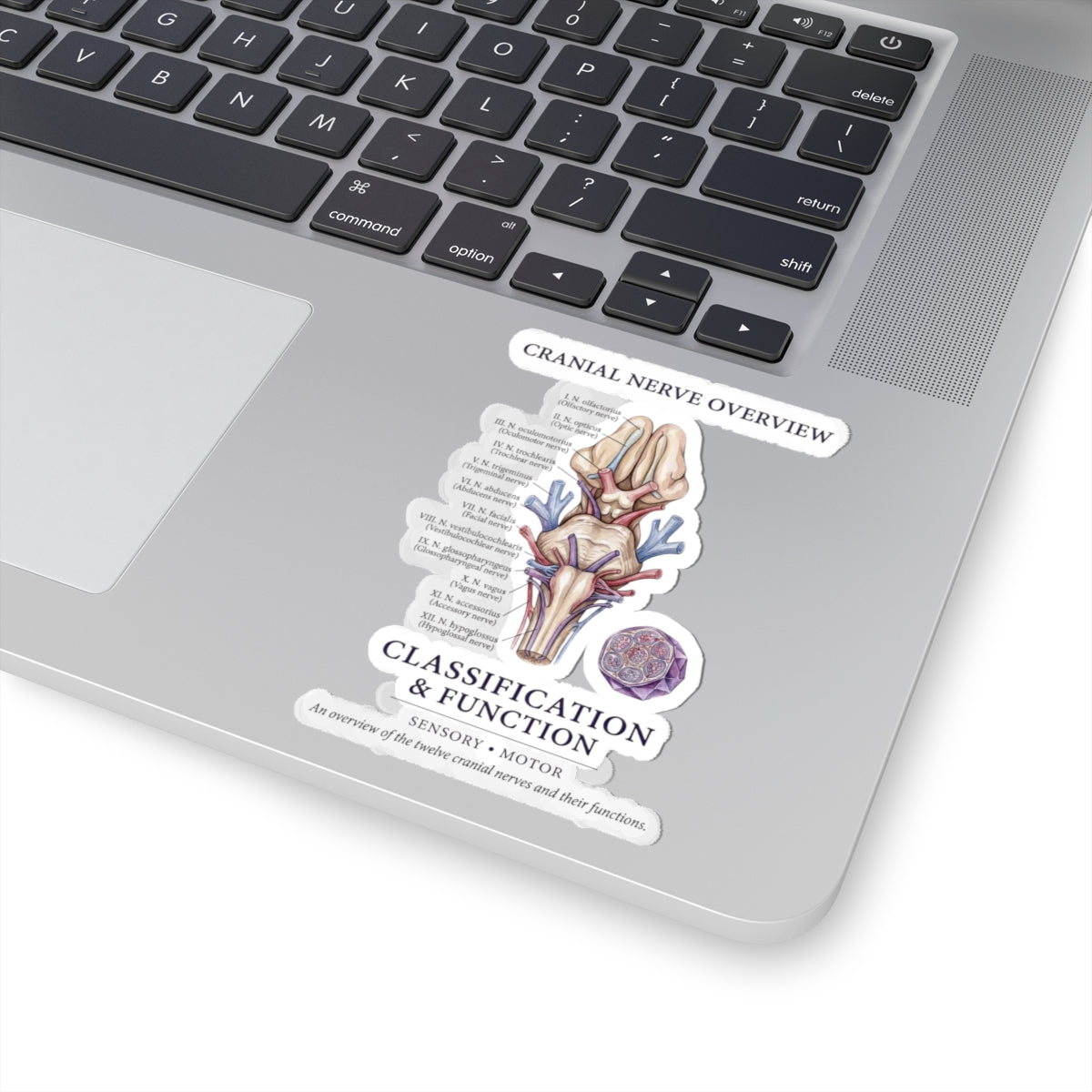 Birth Flower Sticker | Botanical Birth Month Floral Kiss-Cut Sticker