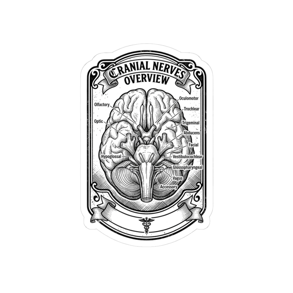 Cranial Nerves Diagram Sticker | Anatomical Science, Education