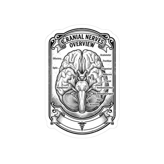 Cranial Nerves Diagram Sticker | Anatomical Science, Education