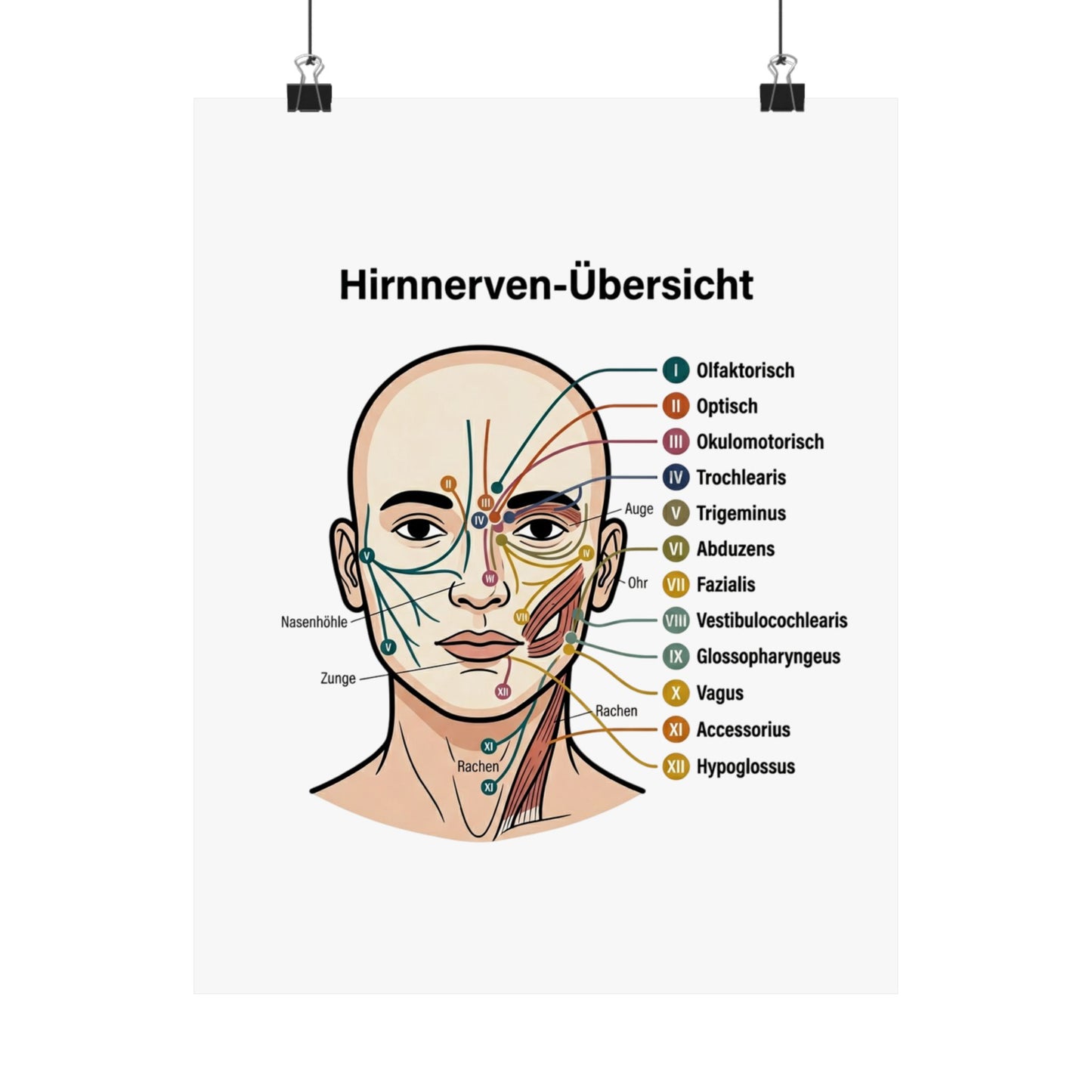 Anatomy Poster — Hirnnerven-Übersicht Matte Vertical Poster