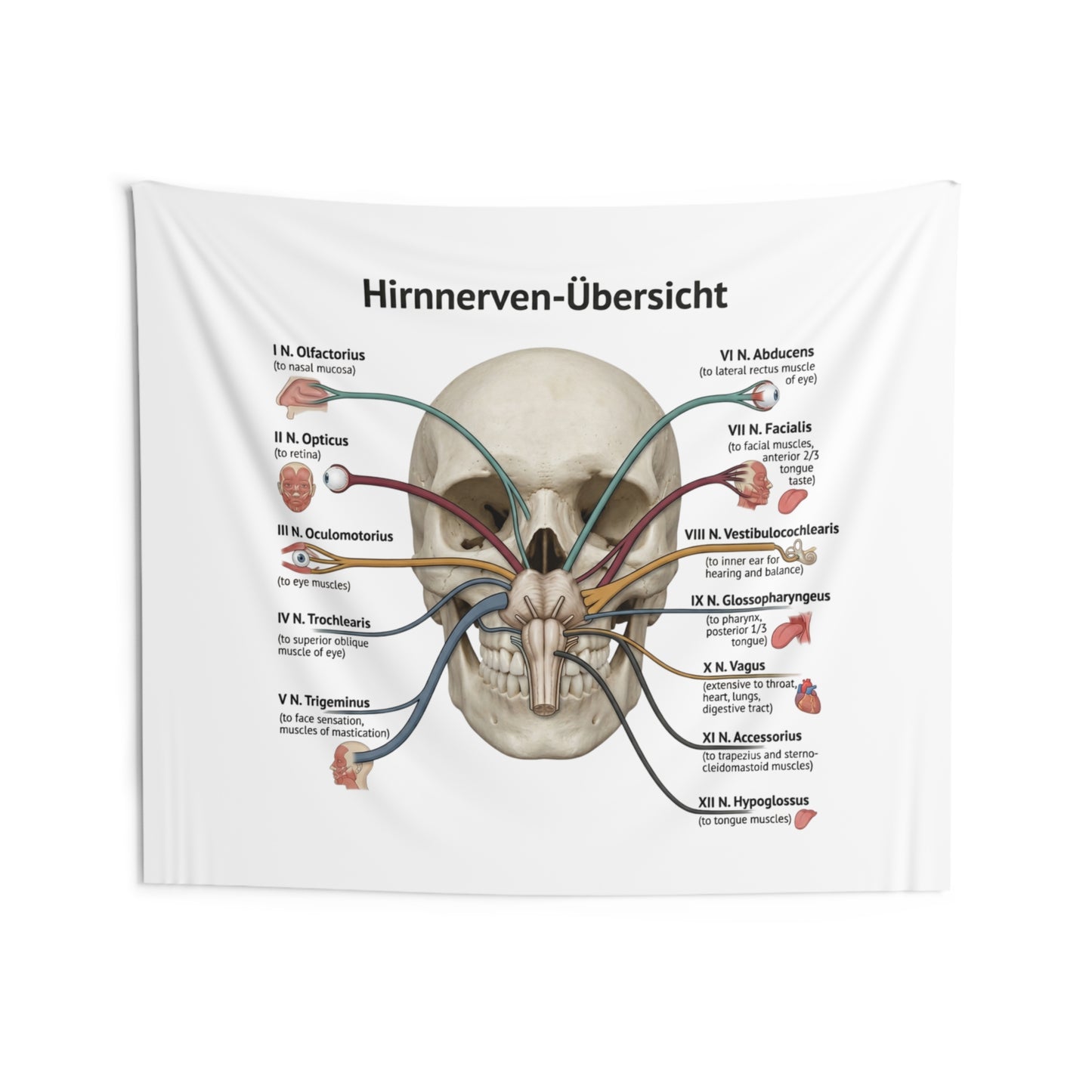 Hirnnerven-Übersicht Wall Tapestry — Anatomical Cranial Nerves Chart