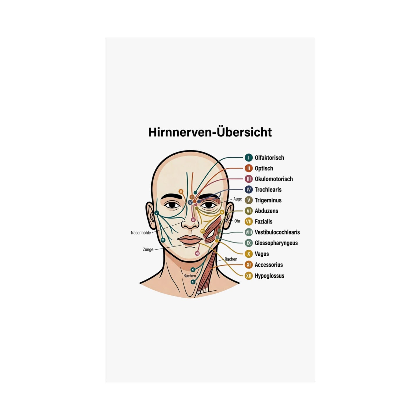 Anatomy Poster — Hirnnerven-Übersicht Matte Vertical Poster