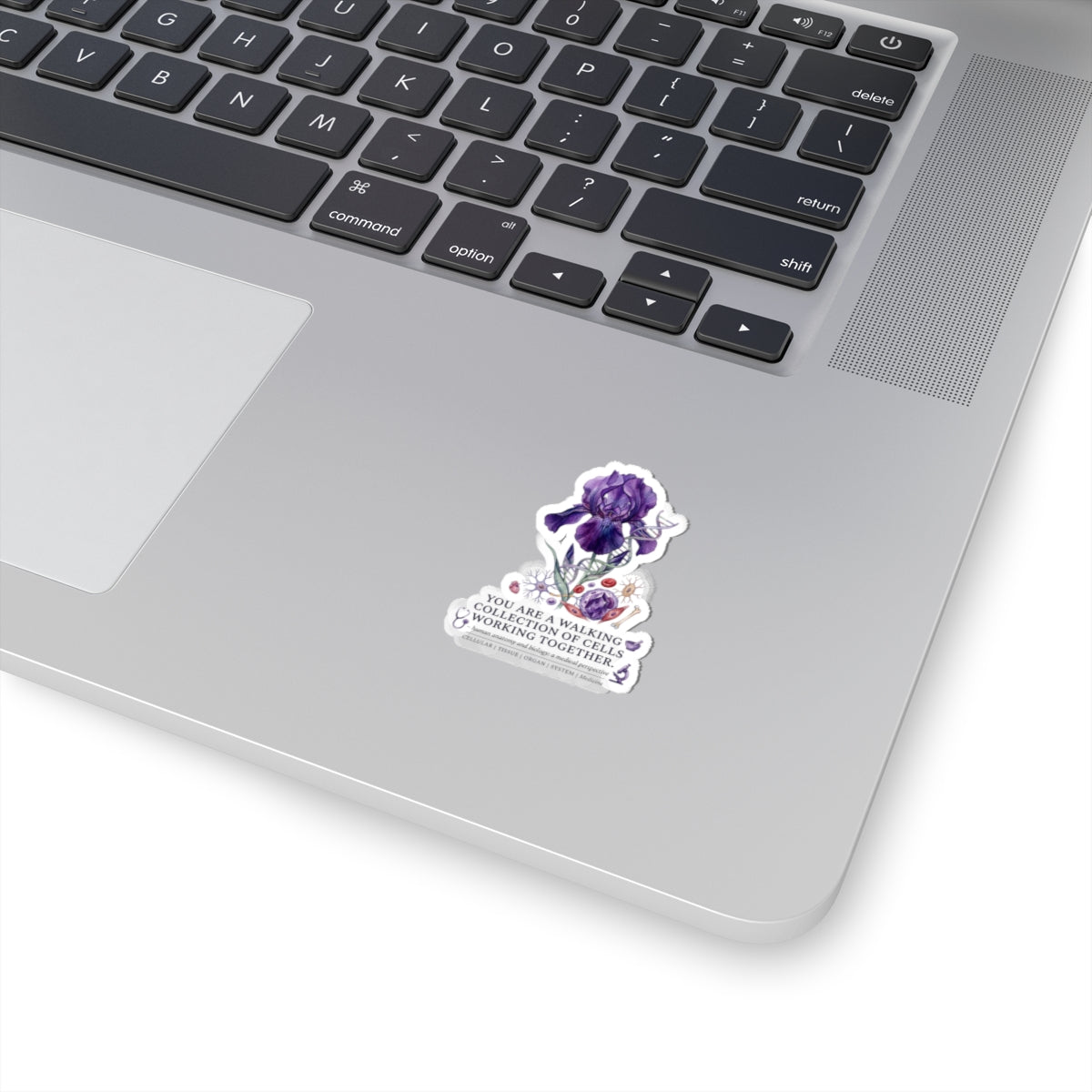 Iris Birth Flower Sticker | Botanical Birth Month, Educational Floral Kiss-Cut