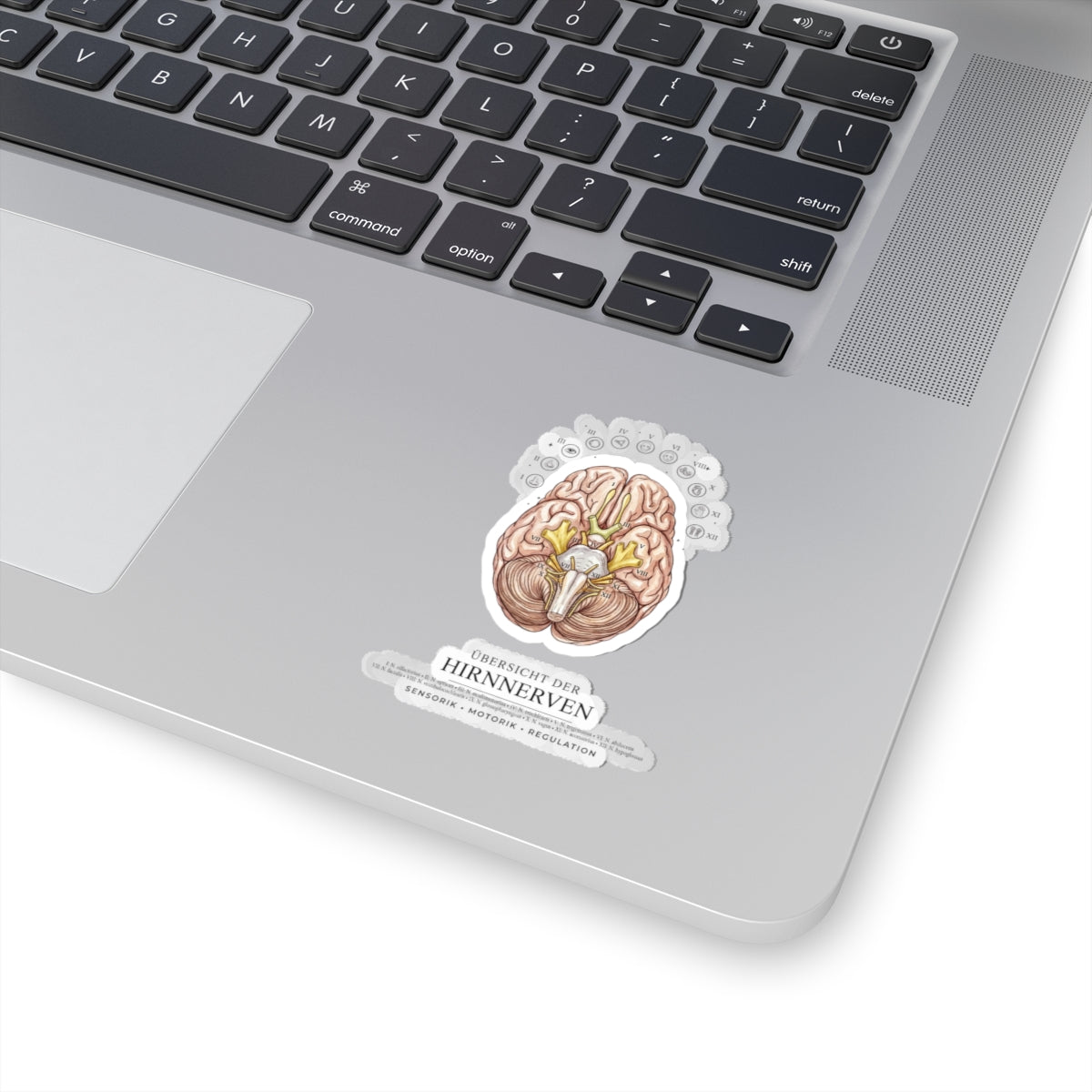Anatomical Brain Sticker, Medical Illustration | Educational, Botanical Birth Flower Accent