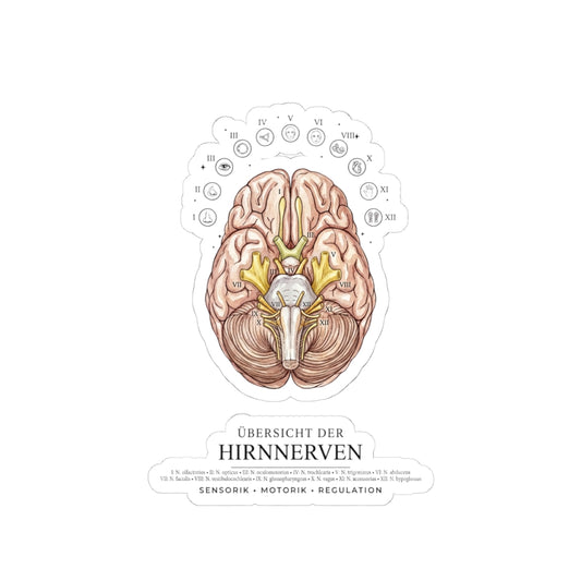 Anatomical Brain Sticker, Medical Illustration | Educational, Botanical Birth Flower Accent