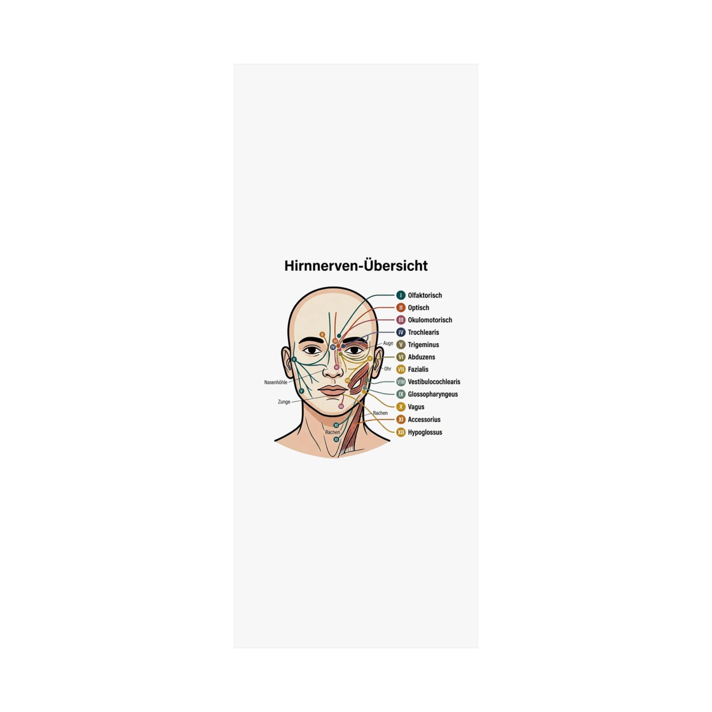 Anatomy Poster — Hirnnerven-Übersicht Matte Vertical Poster