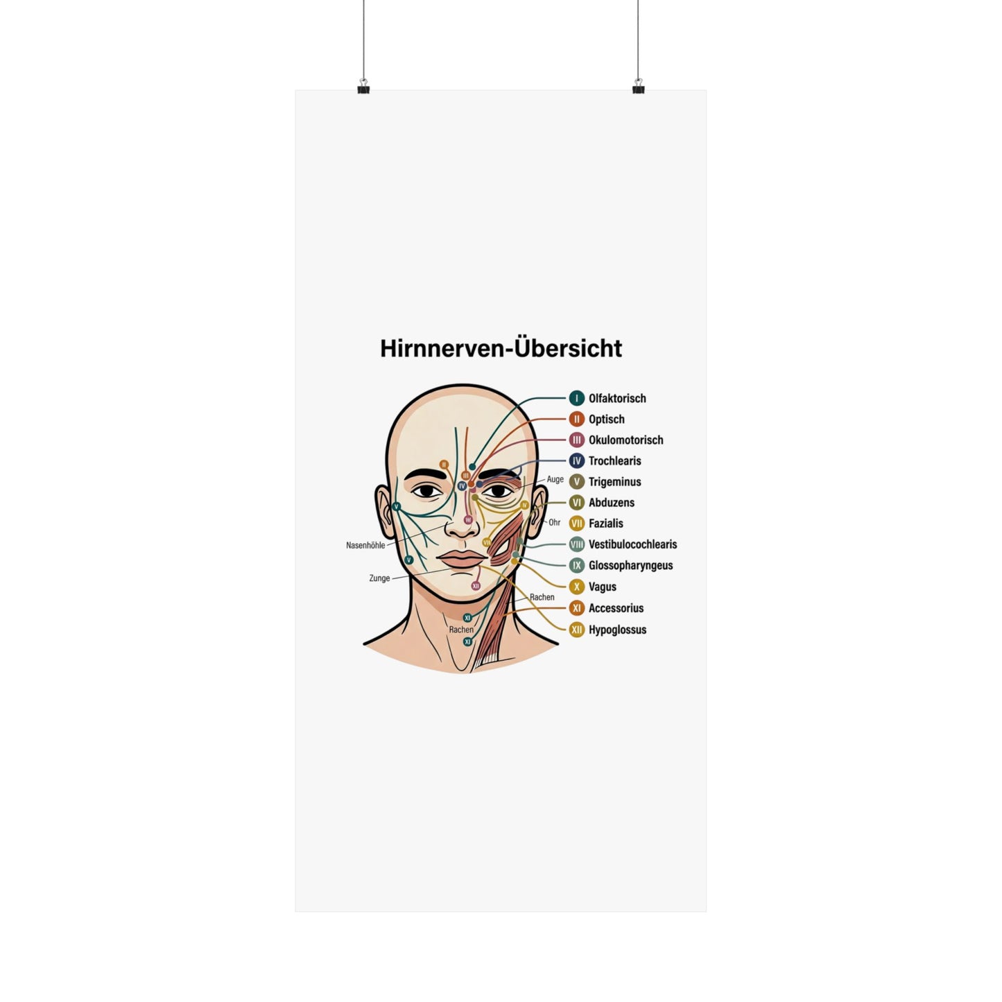 Anatomy Poster — Hirnnerven-Übersicht Matte Vertical Poster