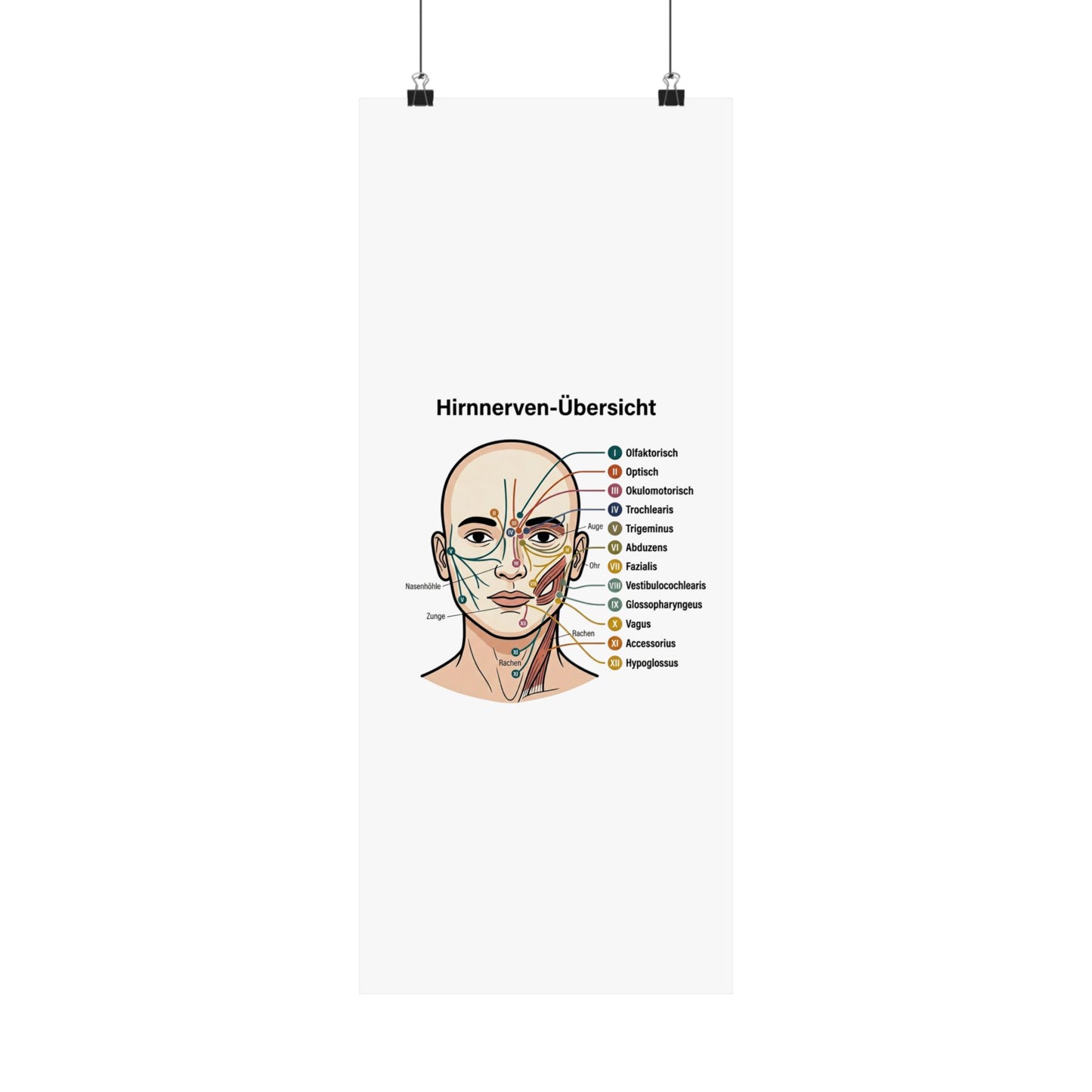 Anatomy Poster — Hirnnerven-Übersicht Matte Vertical Poster