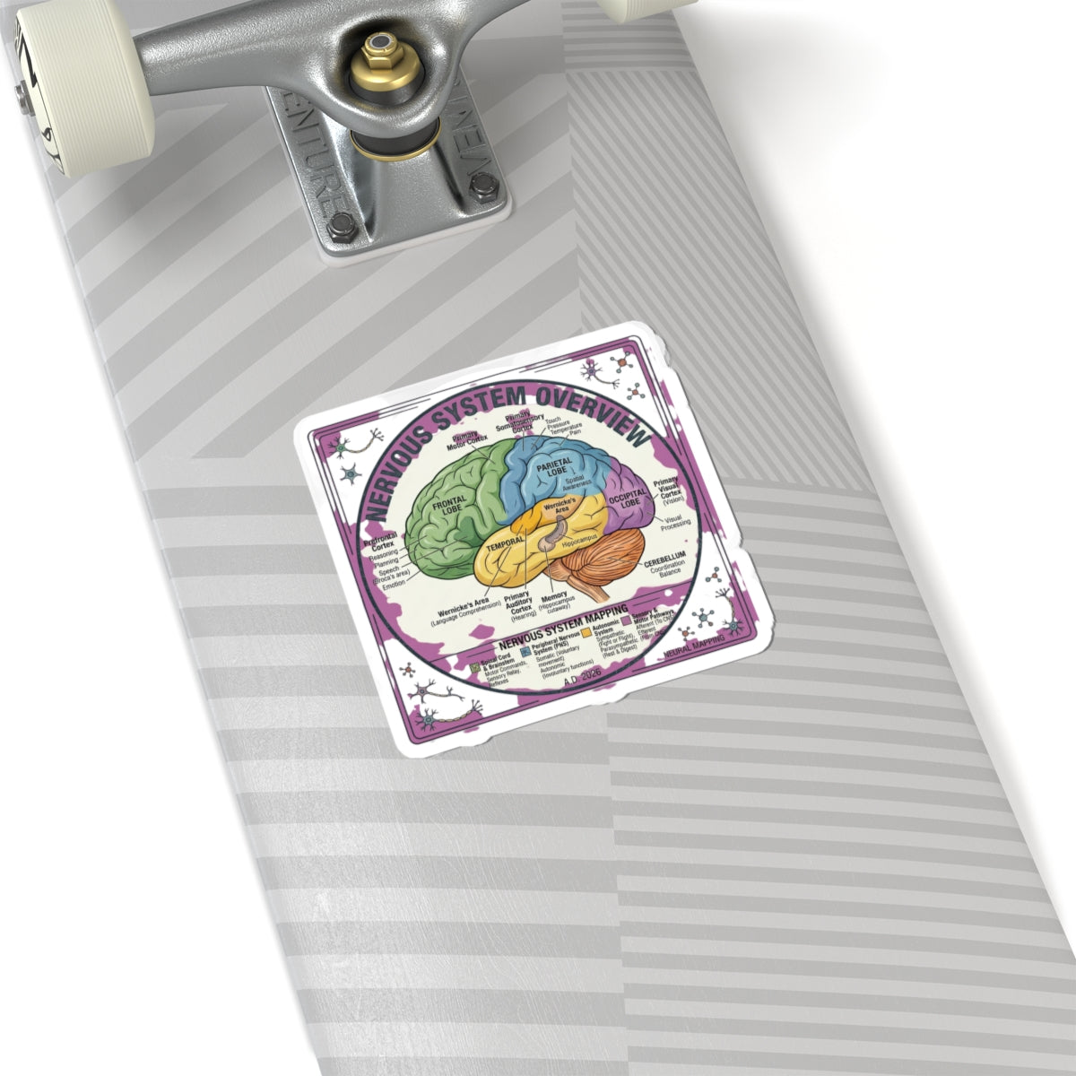 Nervous System Brain Diagram Sticker | 250th 4th of July Patriotic Milestone