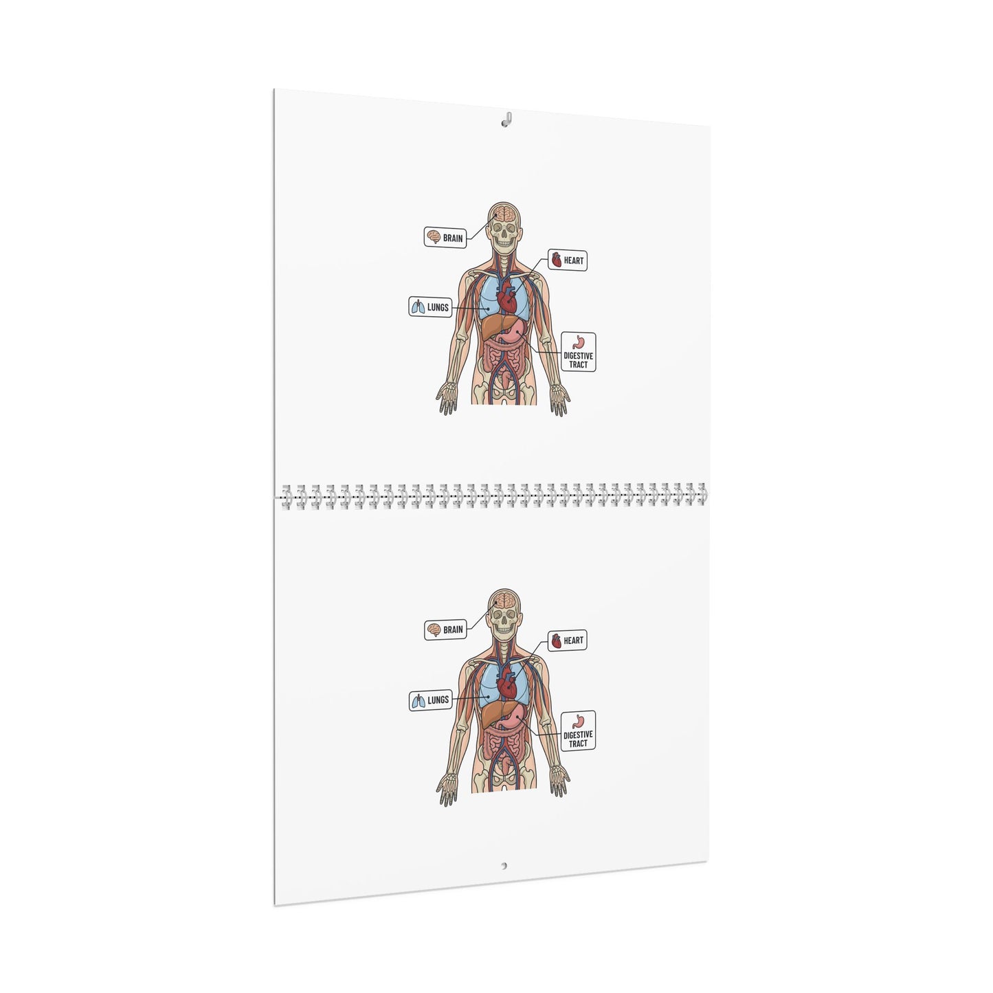 Human Anatomy Wall Calendar — Medical Student Study Calendar